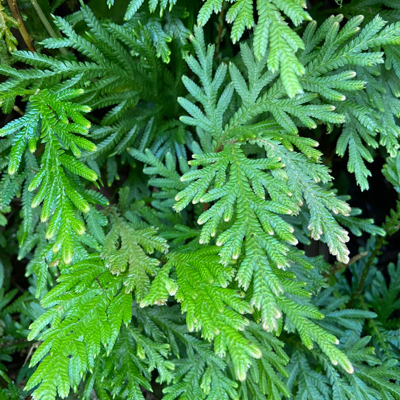 

Daun cakar ayam segar petik langsung 1 kg-az