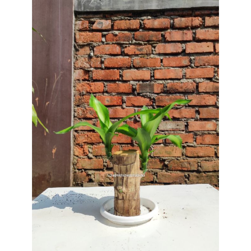 Tanaman Andong Besi / Hanjuang Kuning