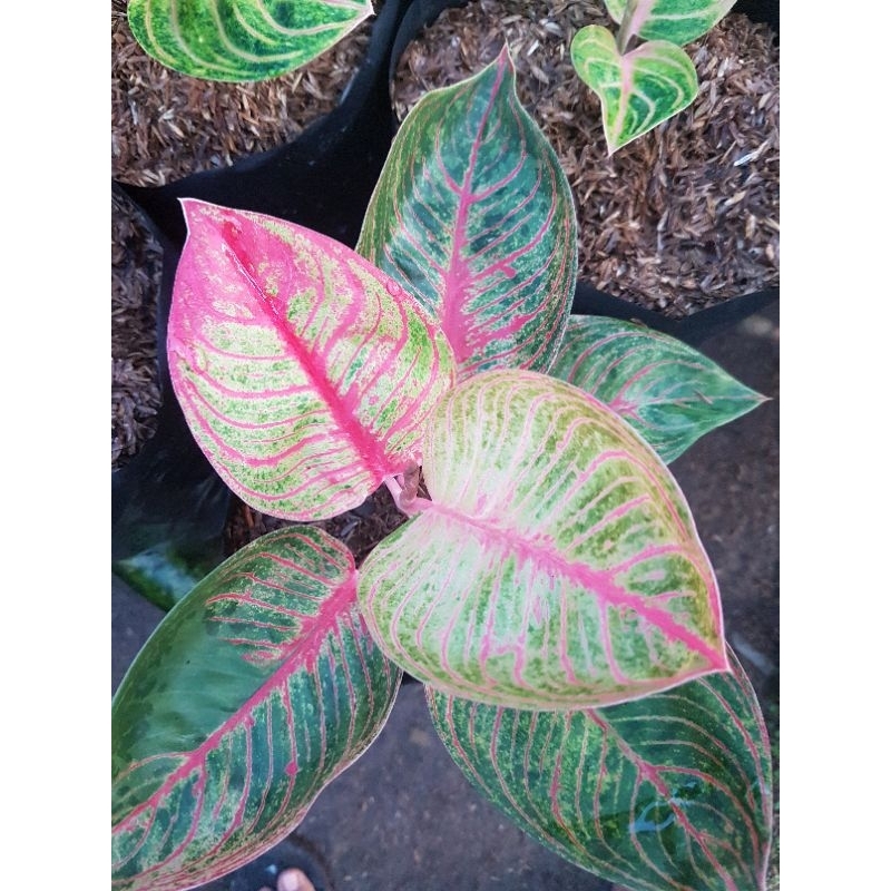 PROMO AGLONEMA HUGES MERAH TRAH TERBAIK