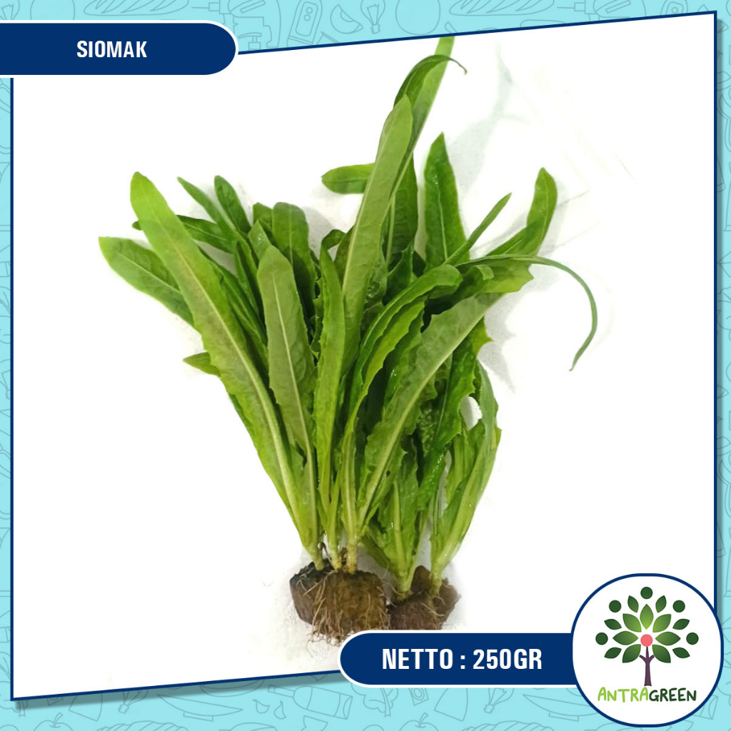 

SELADA SIOMAK 250g