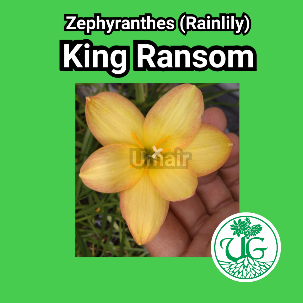 Umbi zephyranthes King Ransom( zephyranthes / Rain lily )