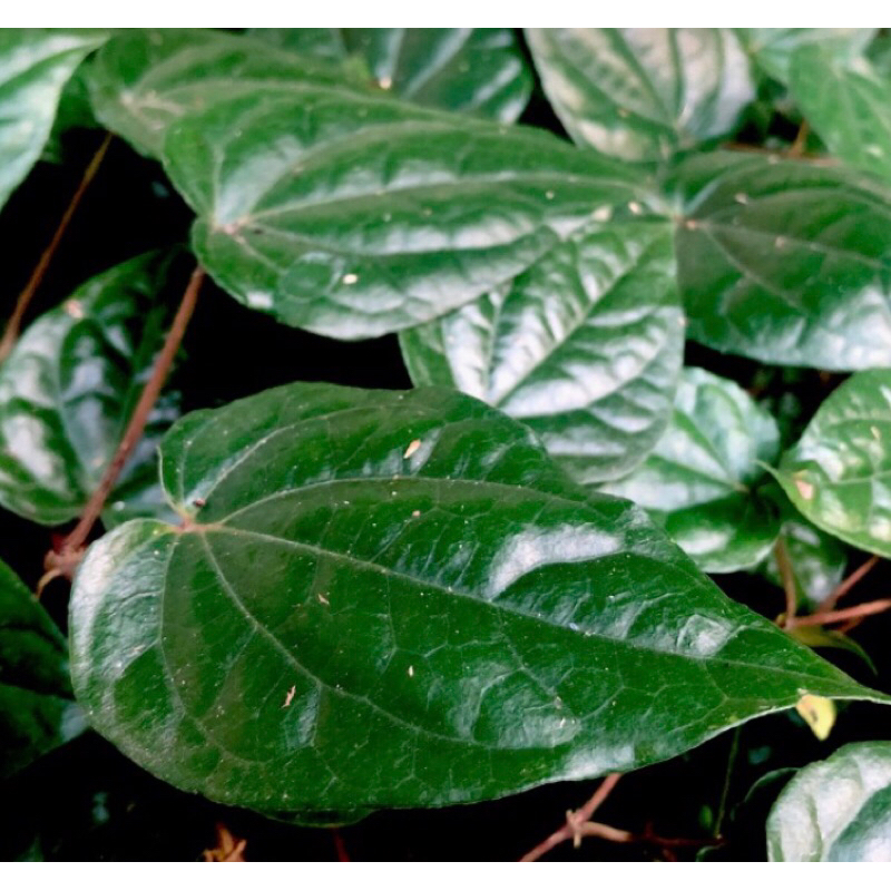 

daun sirih per lembar