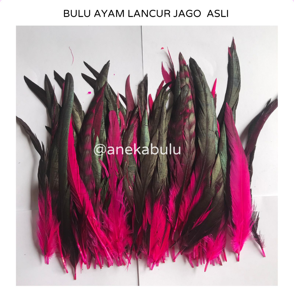 BULU AYAM LANCUR JAGO HALUS WARNA WARNI ISI 10 BIJI 15-22CM - BULU AYAM GRADASI POLOS BANGKOK MURAH 