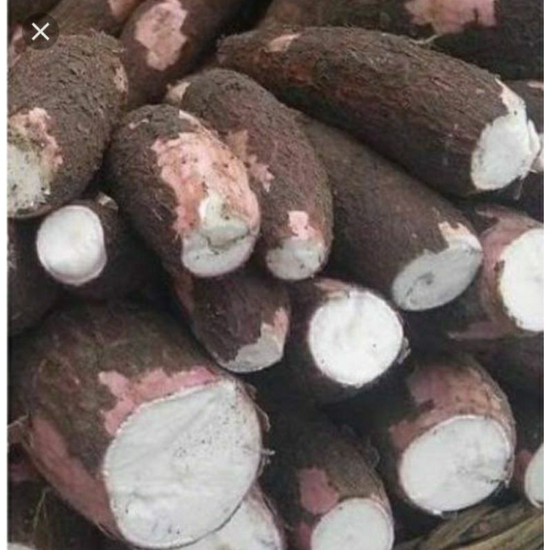 

singkong pulen/mempur dan lembut 1kg
