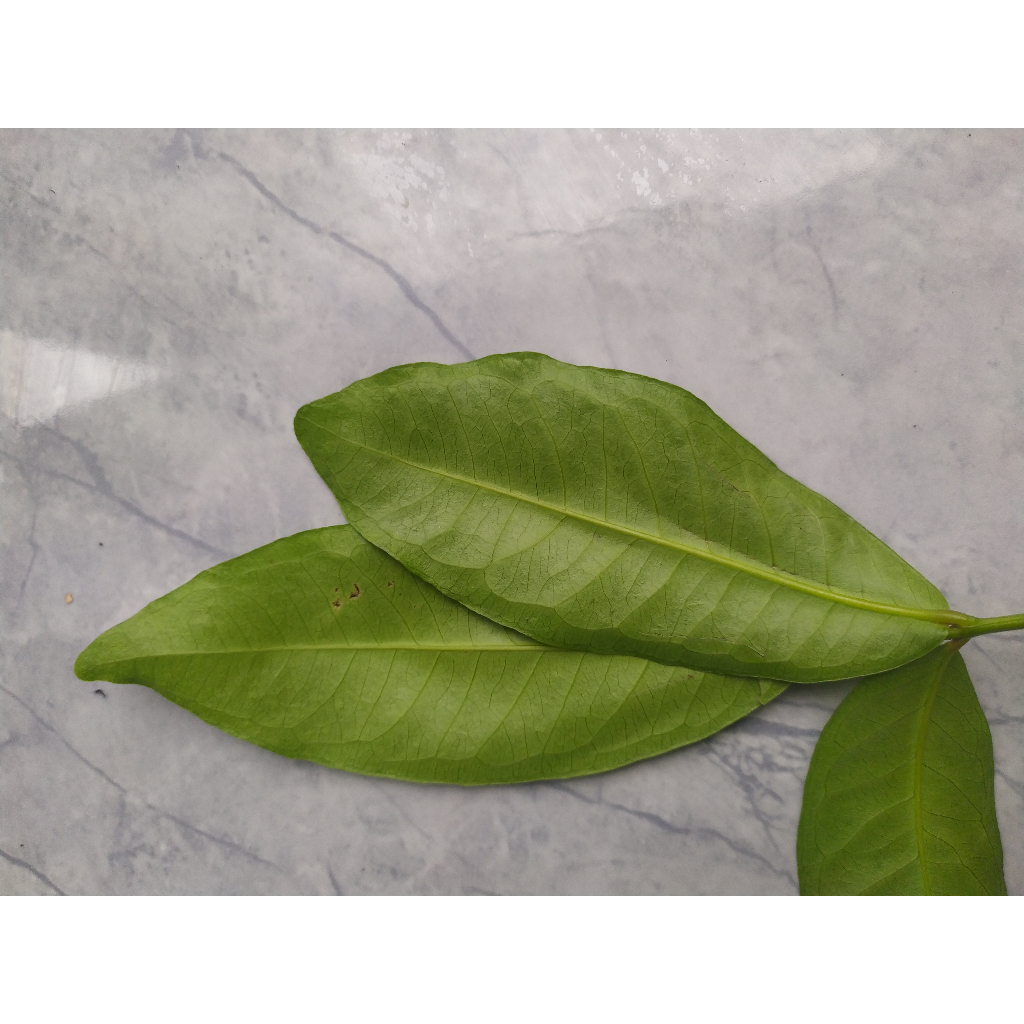 

DAUN JAMBU AIRR;''[][P]%^$