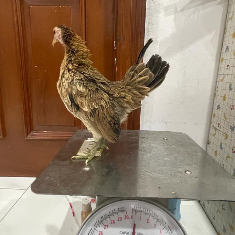 ASLI Ayam Serama Seramah Sepasang (Bukan Kate)