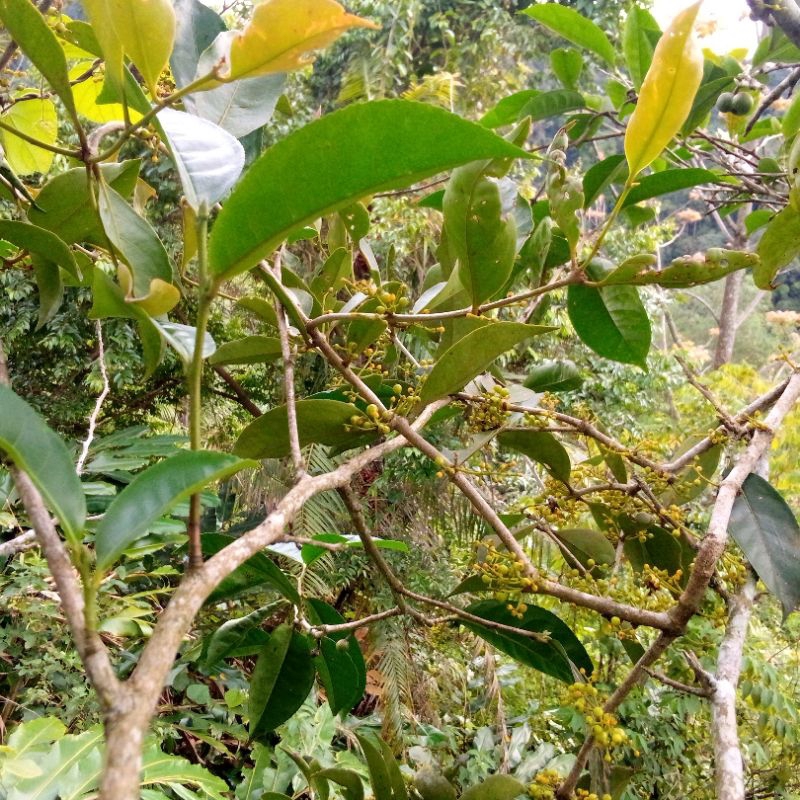 daun benalu teh pucuk merah