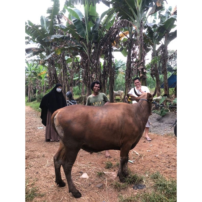 Sapi Kurban spesial 400 kg Terbaik, Termurah & Sehat