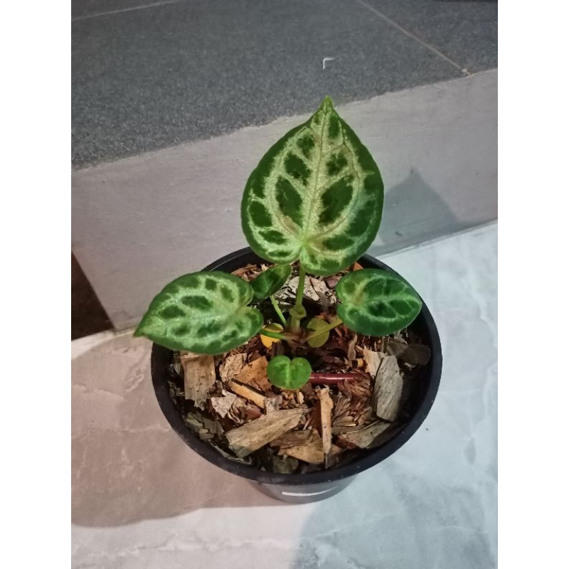 anthurium Dorayaki x silver Tiger