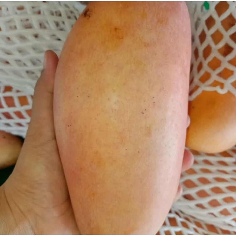 

mangga red kimleng celo 1kg