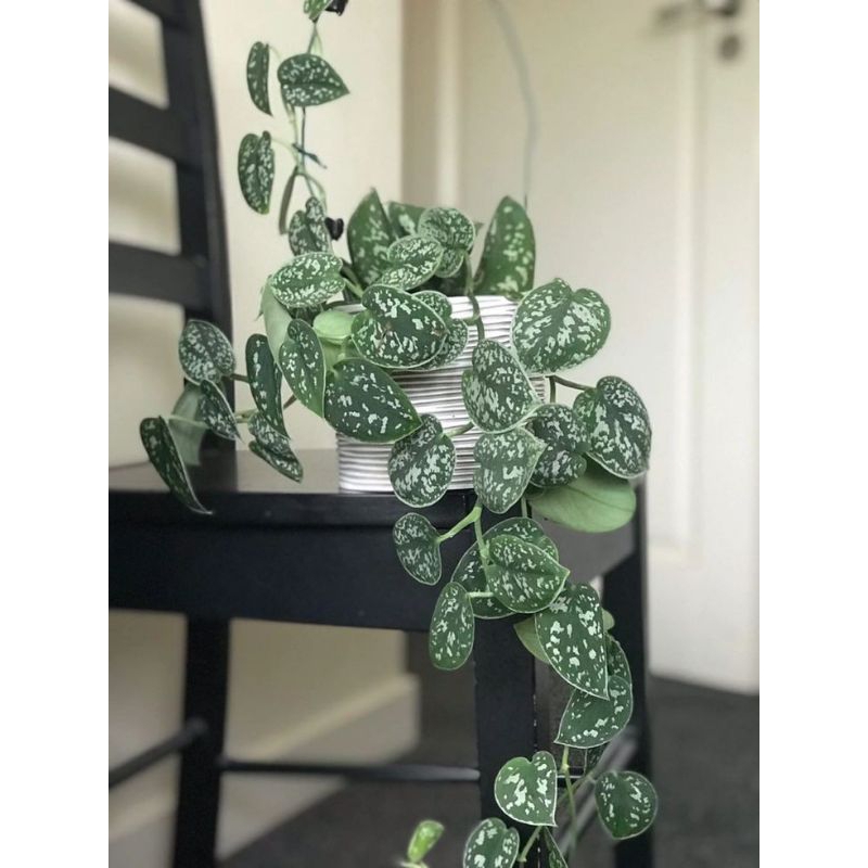 Tanaman Hias Scindapsus Argyraeus