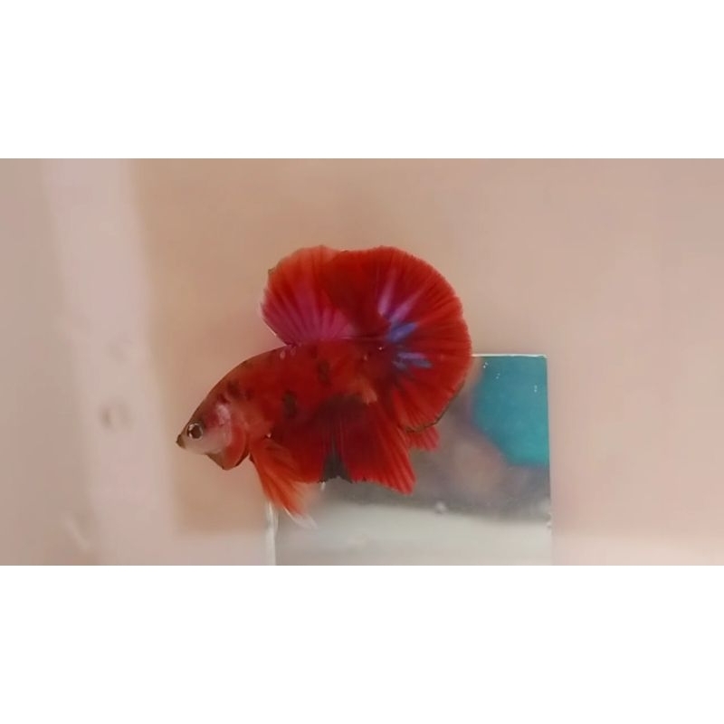 paket cupang Hmpk koi(lelang)