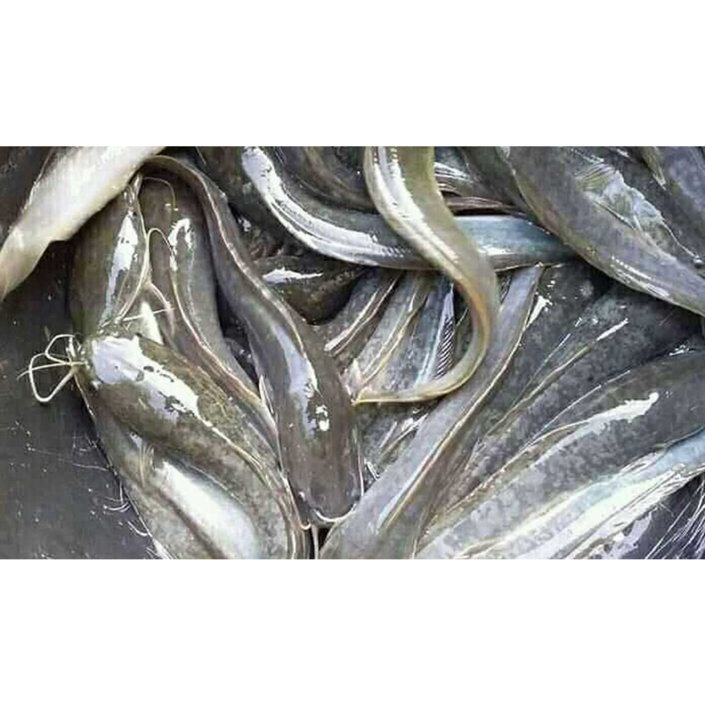 

Ikan Lele Hidup Segar