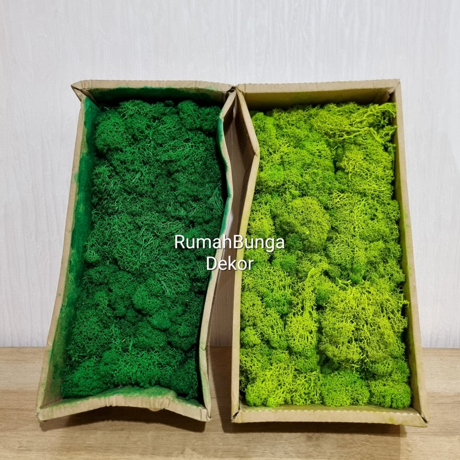 Reindeer Moss / Lumut Moss ( Ada 3 Warna )