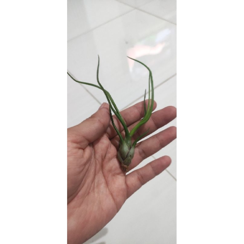 Tillandsia Bulbosa size 1