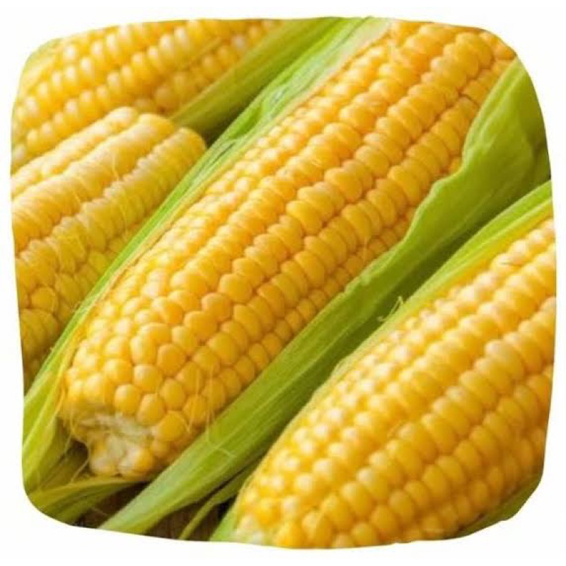 

jagung lokal biasa/ sayuran segar/ sayur fresh