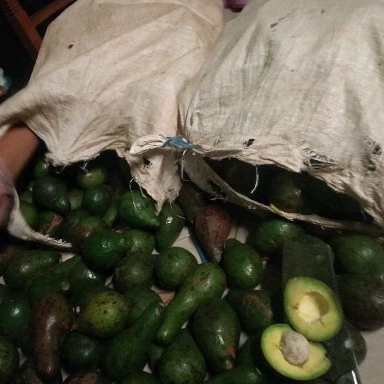 

Alpukat mentega bandung 60kg/ karung