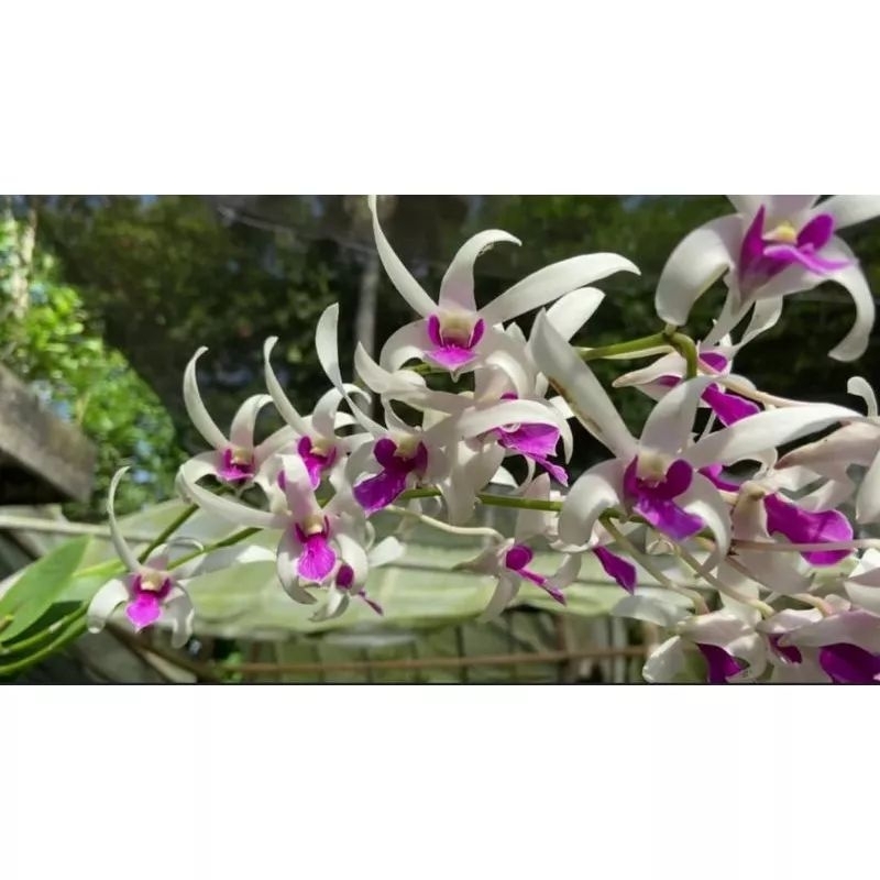 Tanaman hias anggrek dendrobium sedlling mesagnil