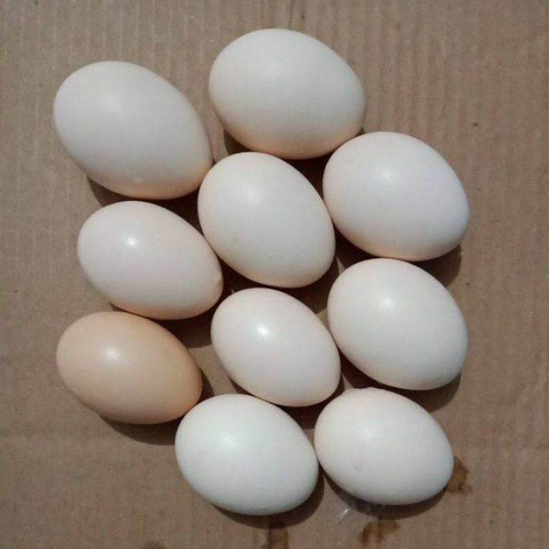 Telur Ayam Pelung