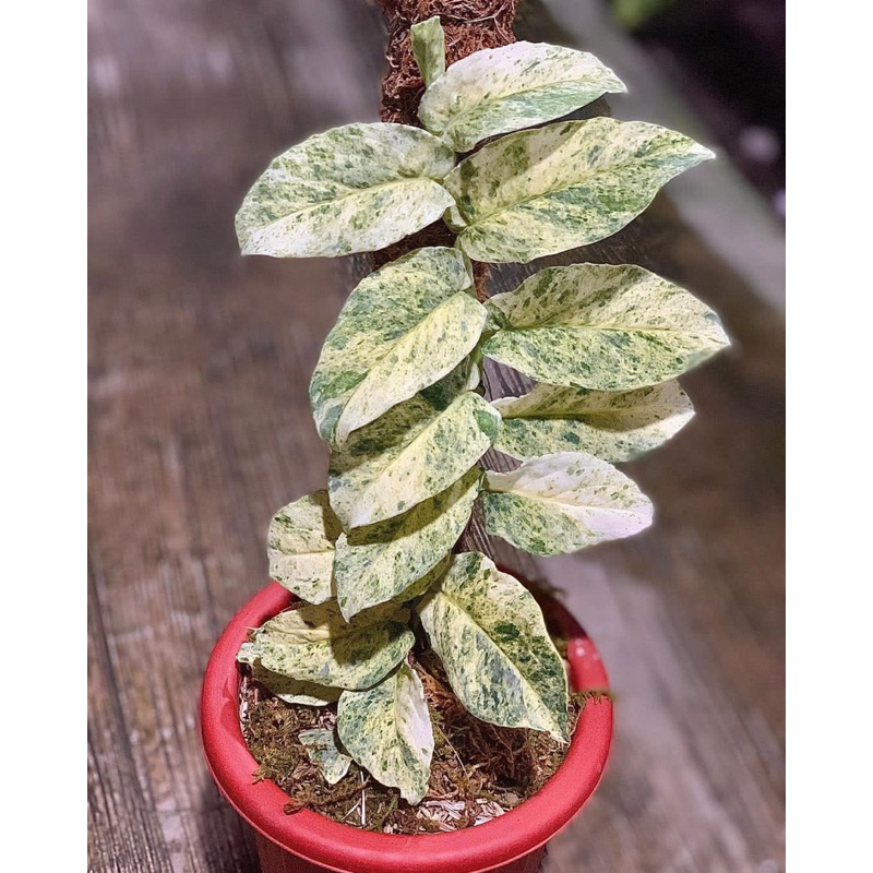 rhapidopora cortalsi