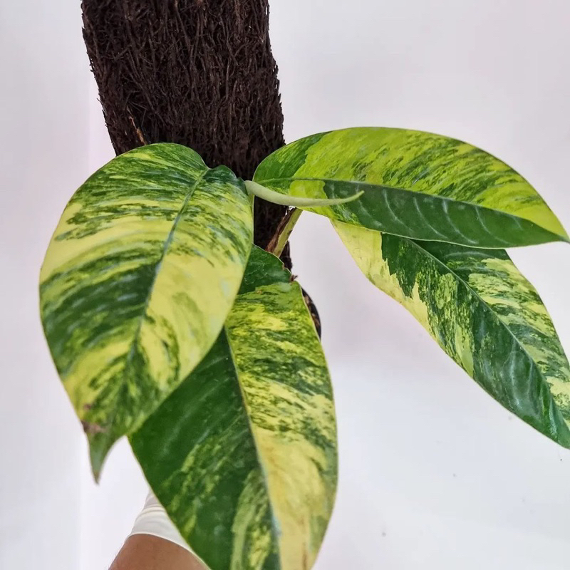 rhapidopora poraminifera varigata