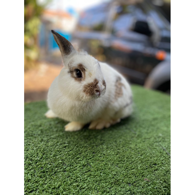 Kelinci HL x Rex mini (Betina)