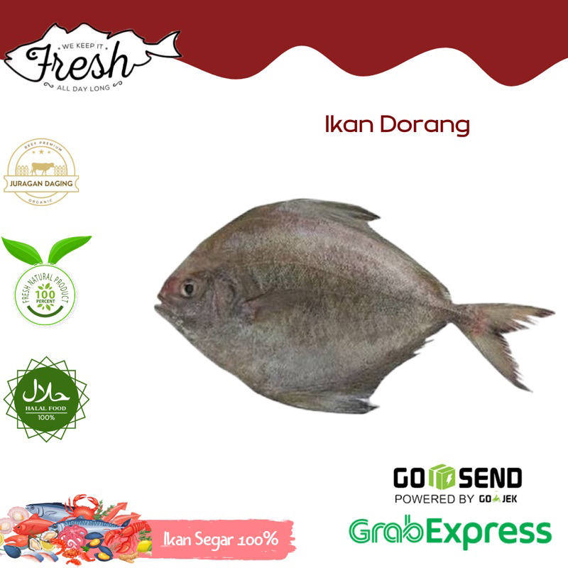 

IKAN DORANG SUPER/BAWAL LAUT SUPER FRESH 1kg