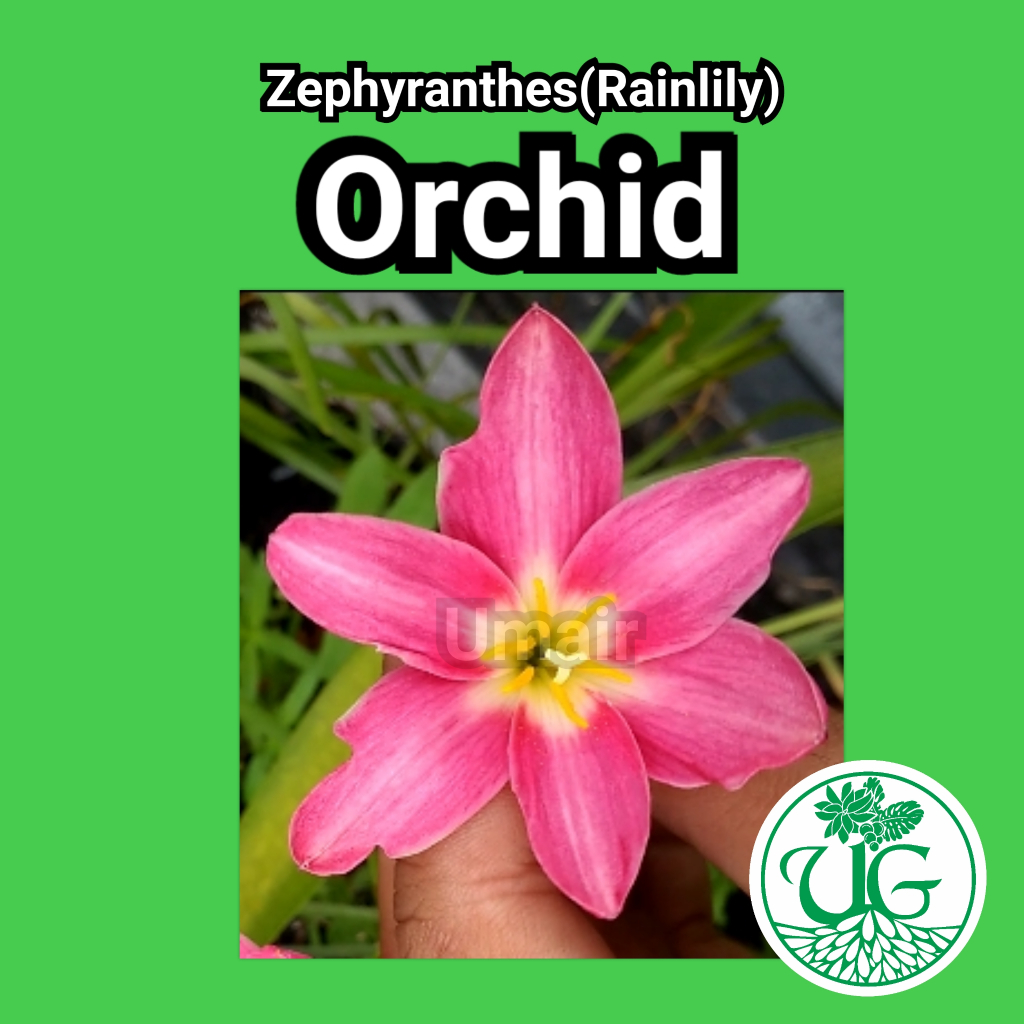 Umbi zephyranthes Orchid( zephyranthes / Rain lily )