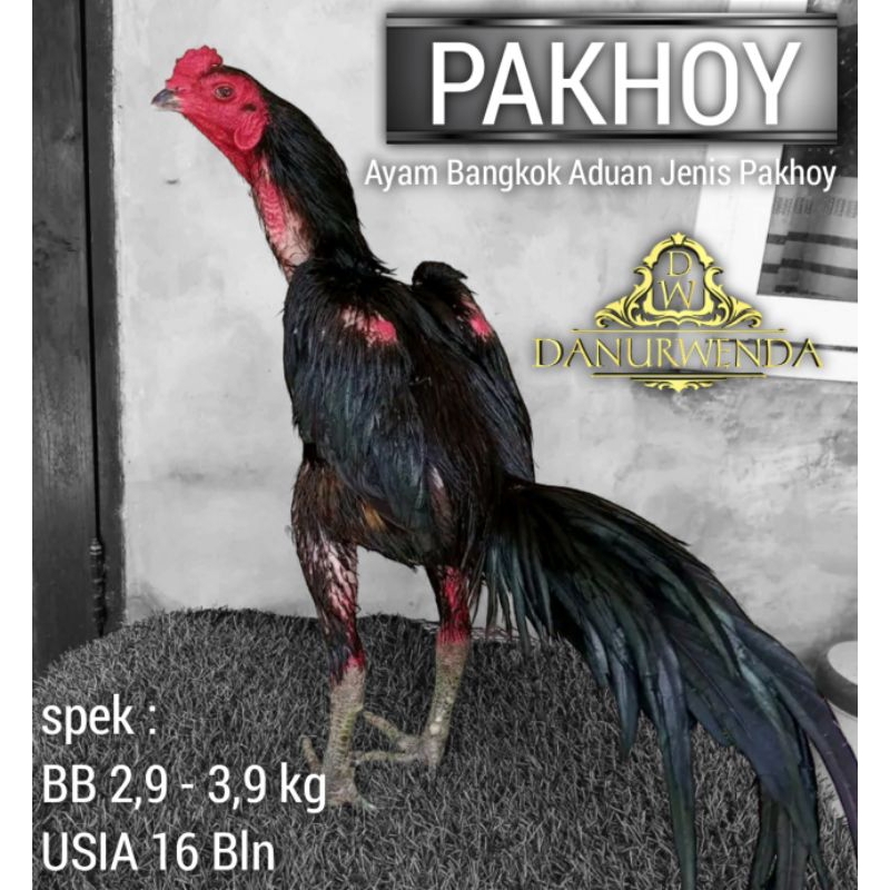 Telur Ayam Bangkok Pakhoy Super line blackswan