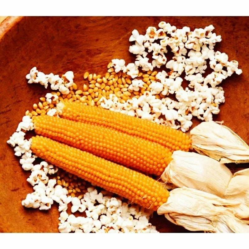 10 biji bibit/benih jagung popcorn
