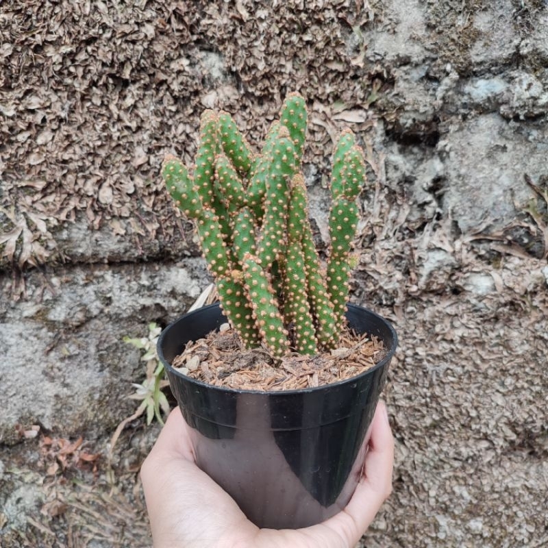 Opuntia Rufida Mini | DP 10cm | Kaktus