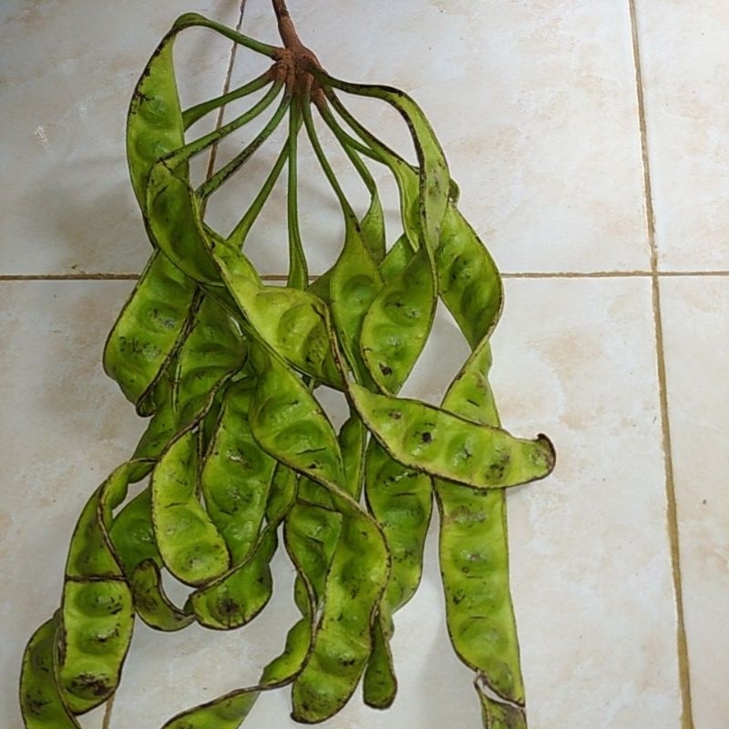 

PETAI PETE MLADING per papan