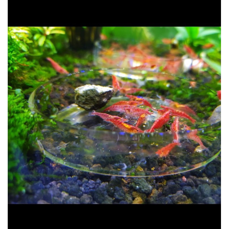 100 aquascape warna ceri bell