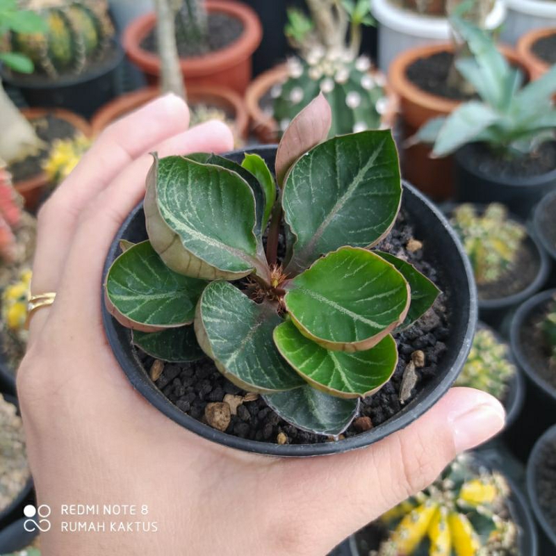 Euphorbia francoisi mangkok