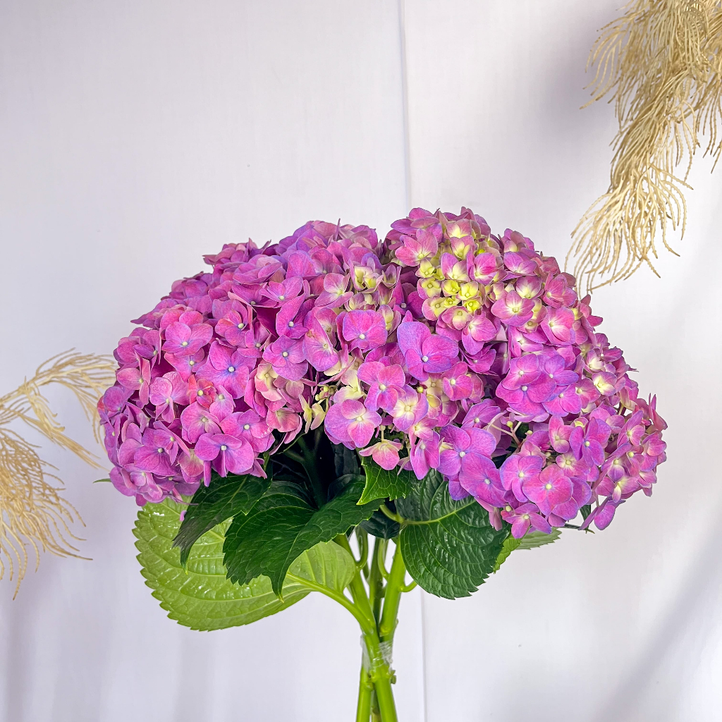 NAZLA Hortensia/Hydrangea Ungu Hidup Segar