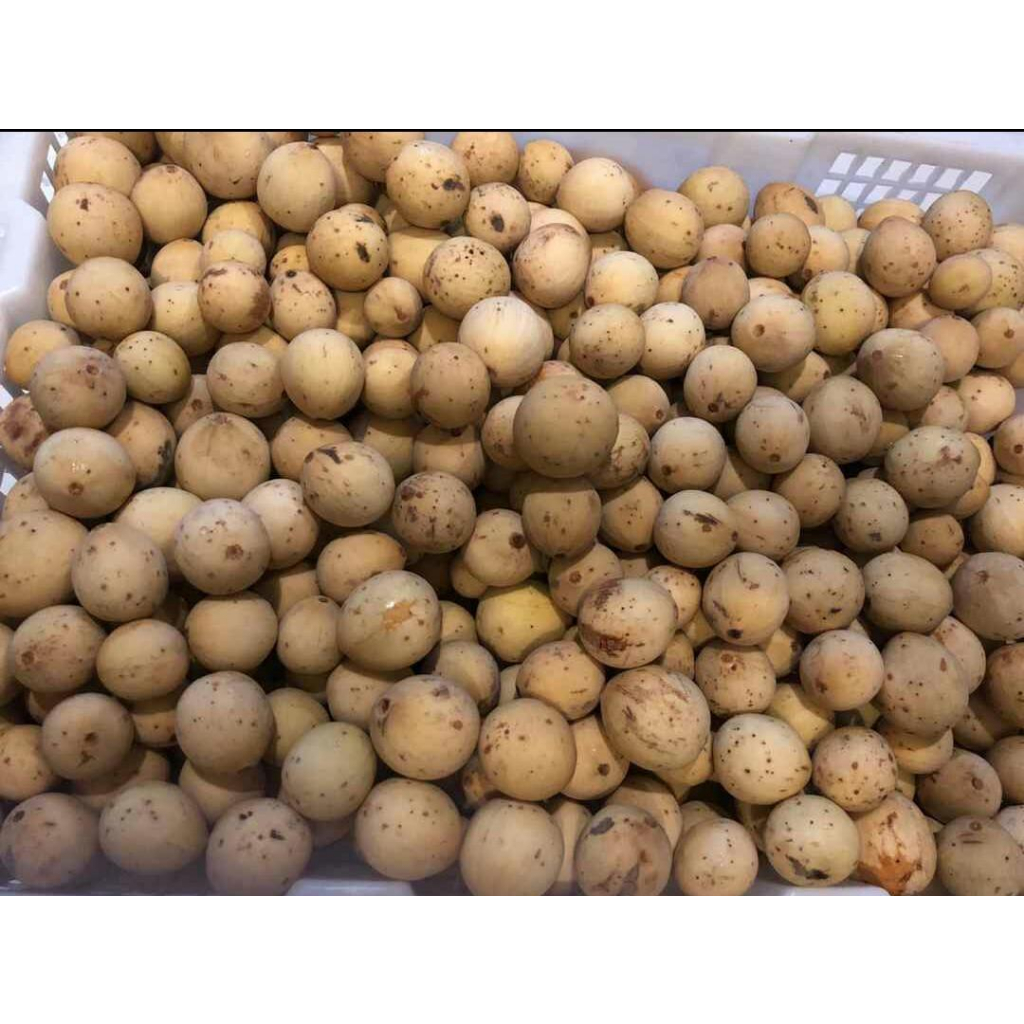Duku Palembang | Duku Asli Dari Perkebunan Palembang 1 kg