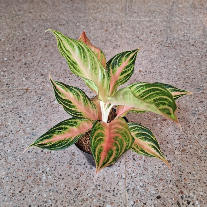 aglonema pink sunset dewasa daun 9-10