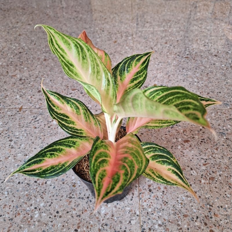 aglonema pink sunset dewasa daun 9-10