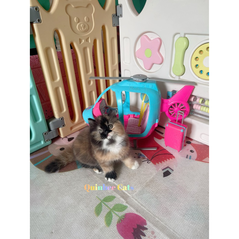 Kucing Persia Flatnose calico betina super