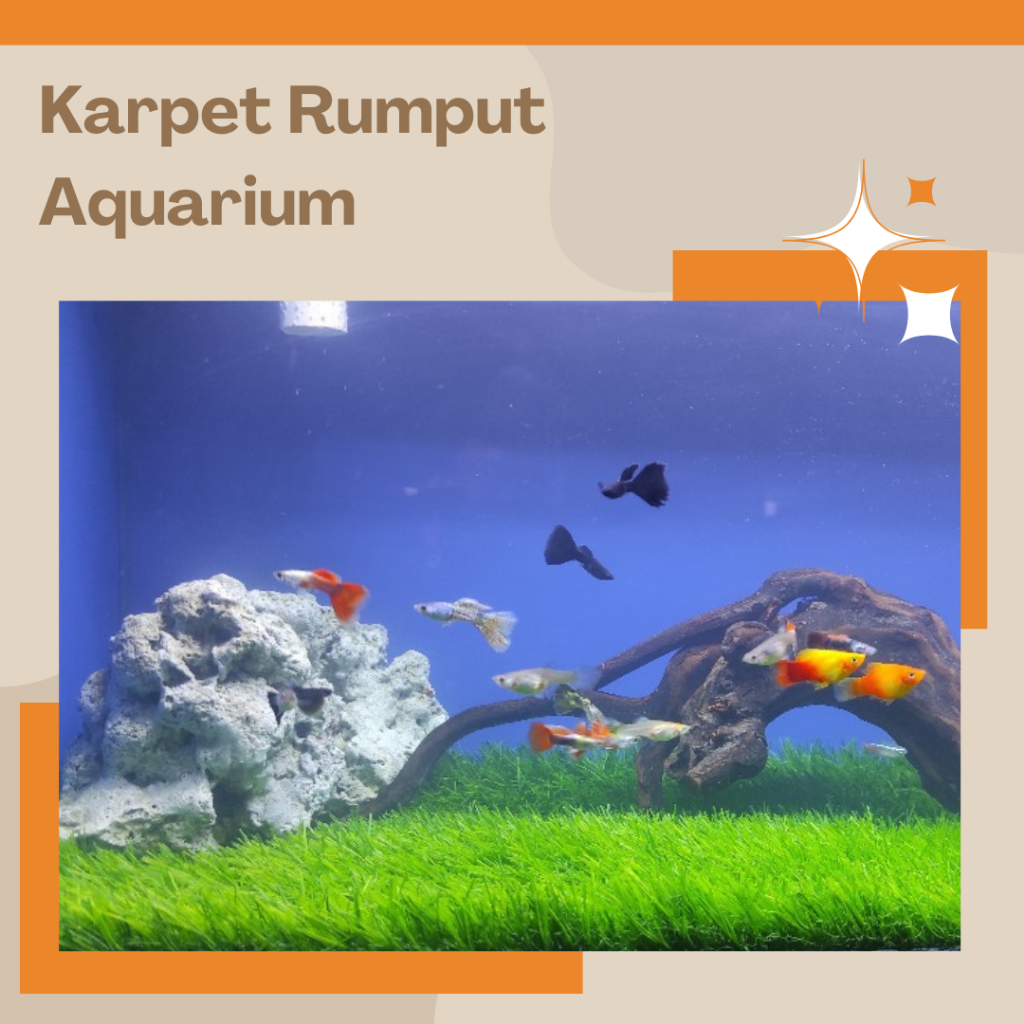 Karpet Rumput Aquarium 60x30 Swiss Aquascape Tanpa CO2