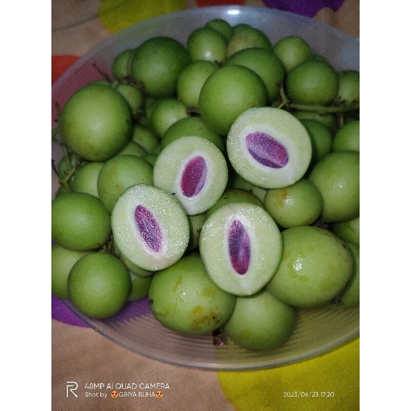 

Jatake gandaria 500 gram