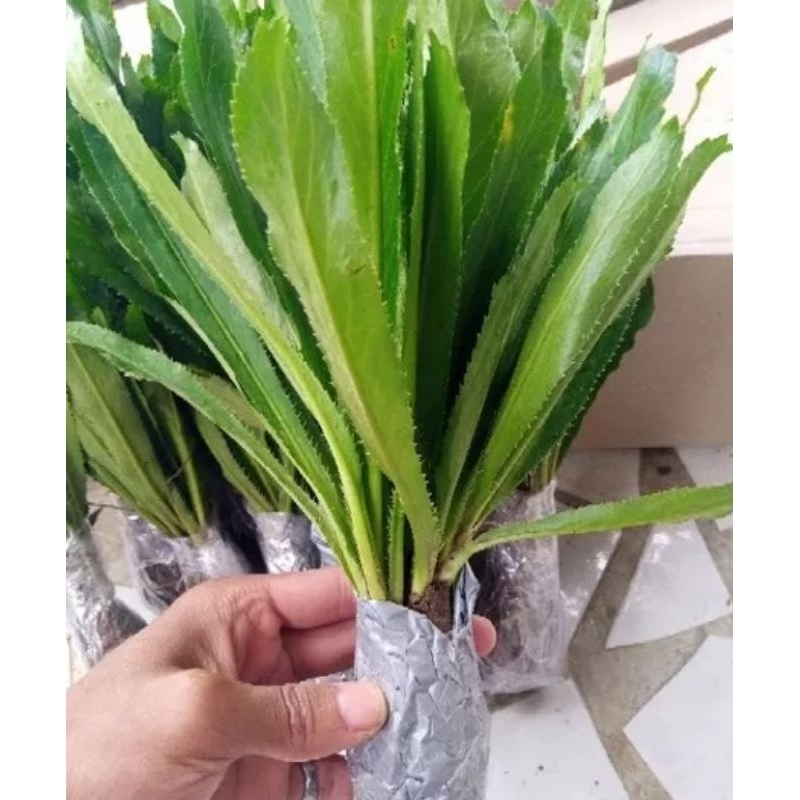 Walang sangit / Bibit Tanaman Walang sangit / Tanaman Herbal Walang sangit