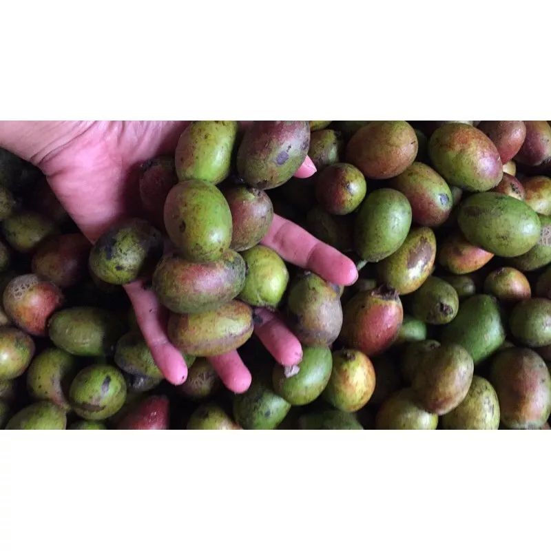 Buah Matoa 1 kg