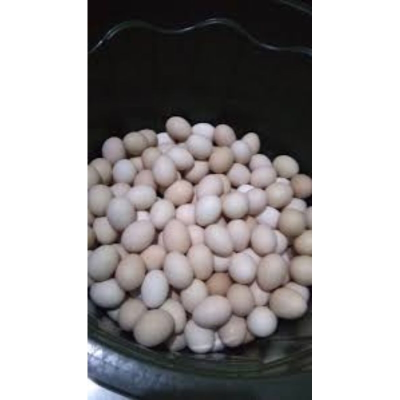 TELUR FERTIL AYAM MERAWANG UNTUK DITETESKAN