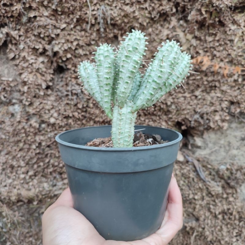 Euphorbia Mammillaris | DP 10cm | Kaktus