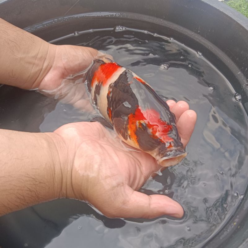 KOI KOHAKU BLITAR