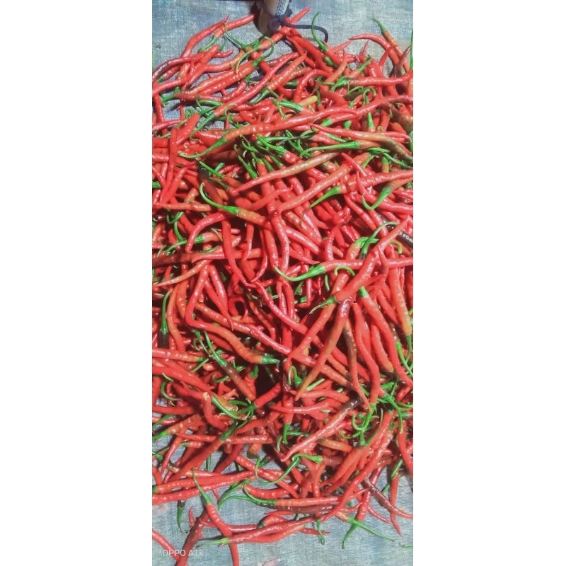 

cabe merah keriting