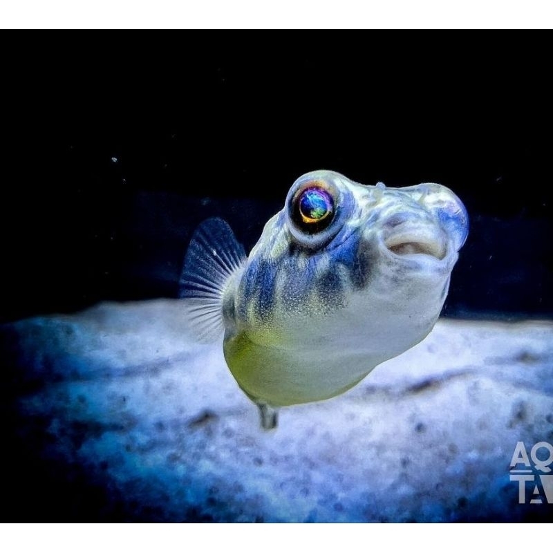 fahaka puffer fish / ikan buntal fahaka / ikan air tawar mini 2,5 cm