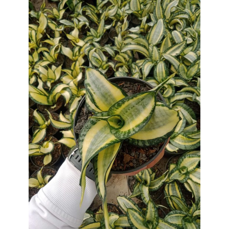 Sanseviera Golden Wendy