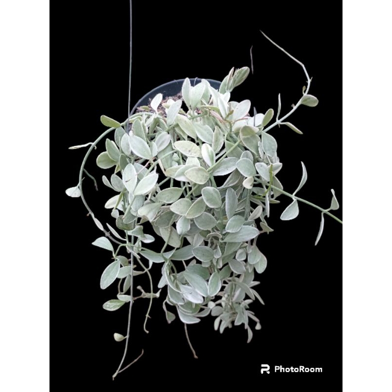 Sukulen Hoya Dischidia Cascade | Tanaman Gantung